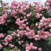 Раубриттер (Raubritter)