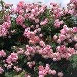 Раубриттер (Raubritter)