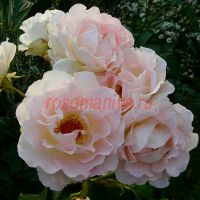 Рококо (Rokoko)