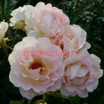 Рококо (Rokoko)