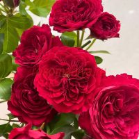 Ред Леонардо да Винчи (Red Leonardo da Vinci)