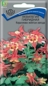 Аквилегия Кораллово-желтая звезда (Поиск)