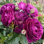 Твайлайт Зоун (Twilight Zone)