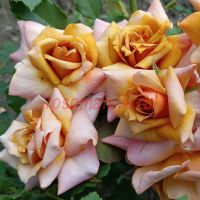 Трезор (Tresor)