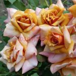 Трезор (Tresor)