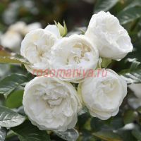 Тринити (Trinity)