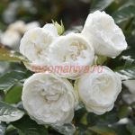 Тринити (Trinity)