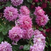 Фенси Раффл (Fancy Ruffle)