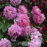 Фенси Раффл (Fancy Ruffle)