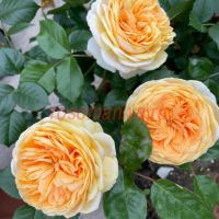 Чиппендейл Голд (Chippendale Gold)