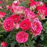 Шонэ Кобленцерин (Schöne Koblenzerin)