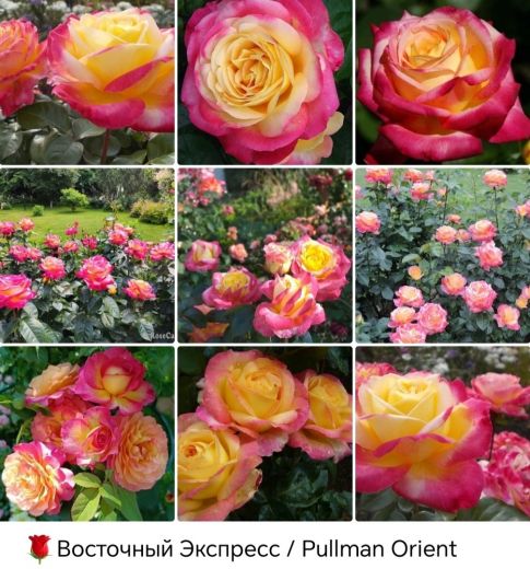 Восточный экспресс