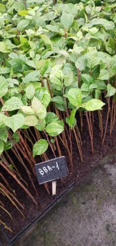 ВВА-1 подвой