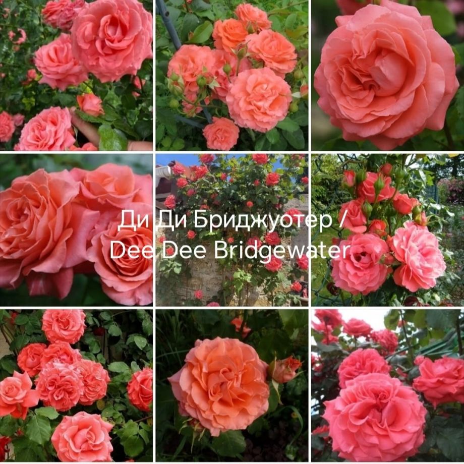 Ди ди бриджуотер