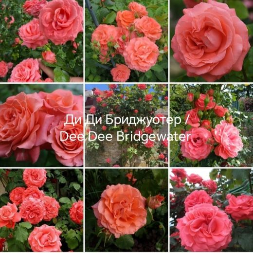 Ди ди бриджуотер