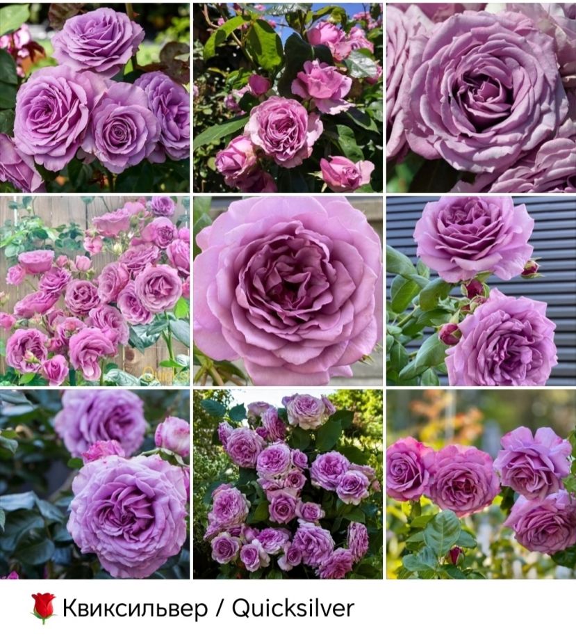 Квиксильвер