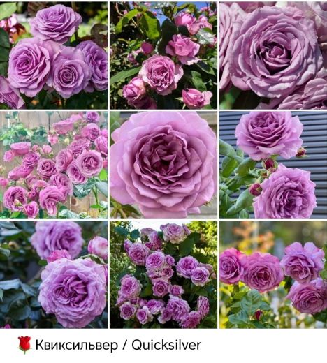 Квиксильвер