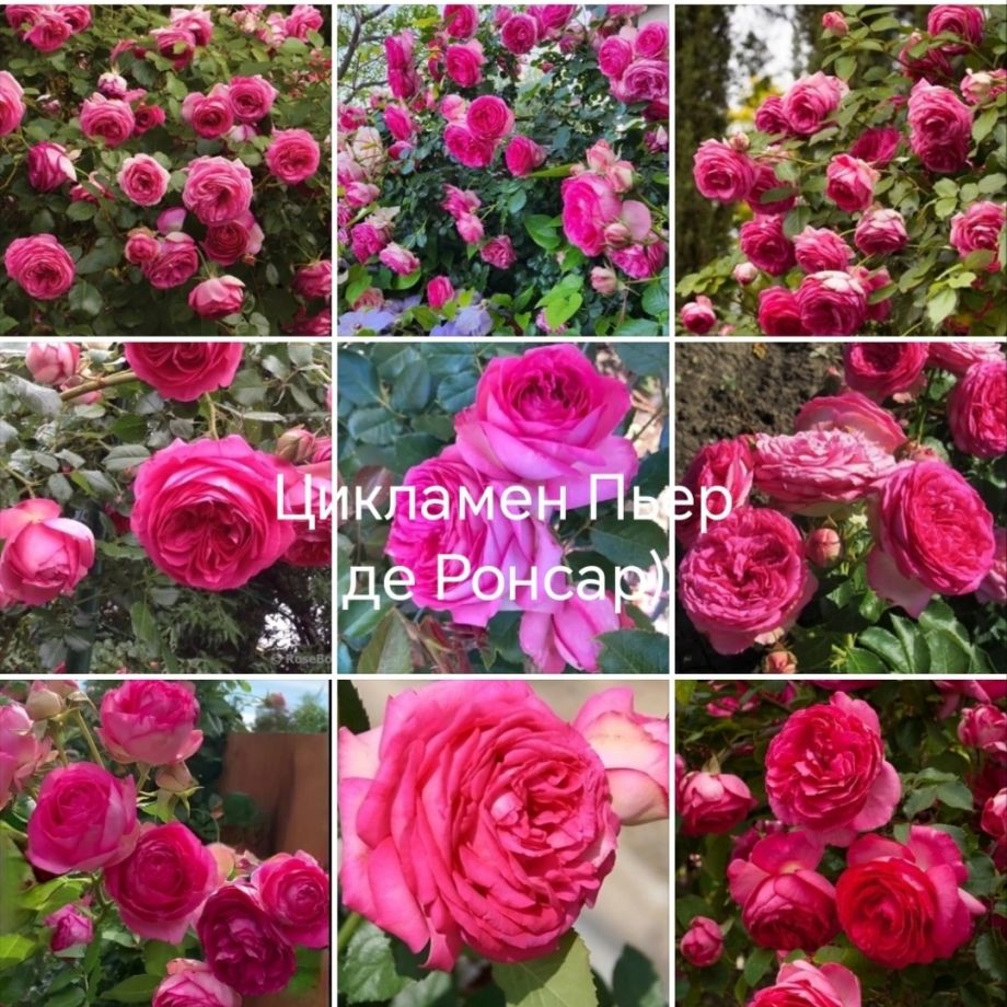 Пьер Де Ронсар цикламен