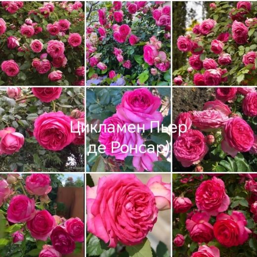 Пьер Де Ронсар цикламен