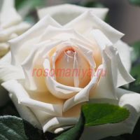 Анггун (Anggun)