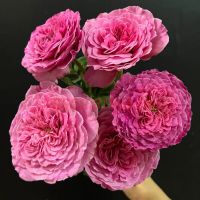 Абдиэл (Abdiel) 2 сорт