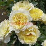 Айриш Хоуп (Irish Hope) 2 сорт