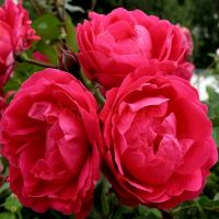 Александр МакКензи (Alexander MacKenzie) 2 сорт