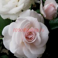 Аспирин Роз (Aspirin Rose) 2 сорт