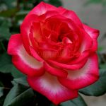 Ахиллес (Achilles) 2 сорт