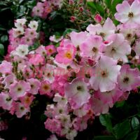 Баллерина (Ballerina) 2 сорт