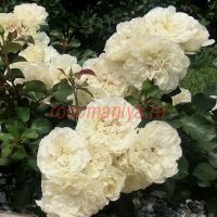 Бланк Мейандекор  (Blanc Meillandecor) 2 сорт