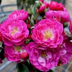 Бордюр Мажента (Bordure Magenta) 2 сорт