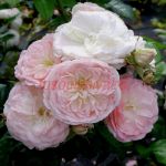 Буке Парфе (Bouquet Parfait) 2 сорт