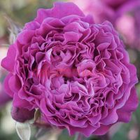 Вентило (Ventilo) 2 сорт