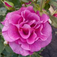 Виолетт Парфюм (Violette Parfumee) 2 сорт