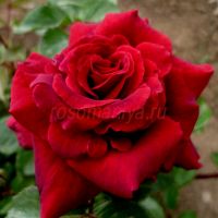 Габриэле д’ Аннунцио (Gabriele d’ Annunzio) 2 сорт