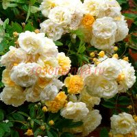 Гислейн де Фелигонд (Ghislaine de Feligonde) 2 сорт