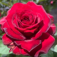 Гранди Джардини Италиани  (Grandi Giardini Italiani) 2 сорт