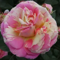 Дабл Твист (Double Twist) 2 сорт