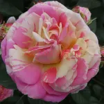 Дабл Твист (Double Twist) 2 сорт