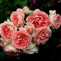 Джэт Сэт (Jet Set) 2 сорт