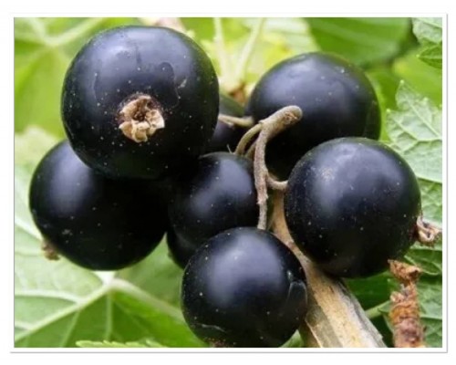 Смородина черная Селеченская-2