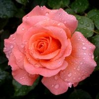 Доктор Джо (Dr. Jo) 2 сорт