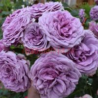 Квиксильвер (Quicksilver) 2 сорт