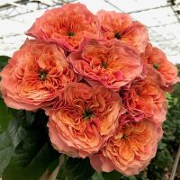 Кенсингтон Гарден (Kensington Garden) 2 сорт