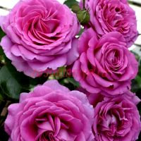 Клер Маршал (Claire Marshall) 2 сорт