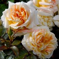 Ла Калисон (La Calissonne) 2 сорт