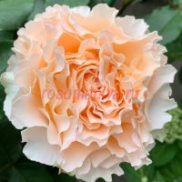 Ла Кампанелла (La Campanella) 2 сорт