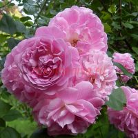 Лавендер Лесси (Lavender Lassie) 2 сорт