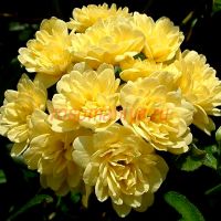 Леди Бэнкс Еллоу (Lady Banks Yellow) 2 сорт